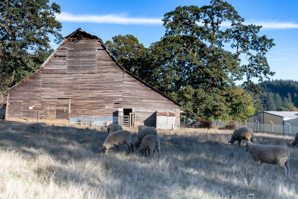 The Bradley Road Barn and its resident sheep herd.