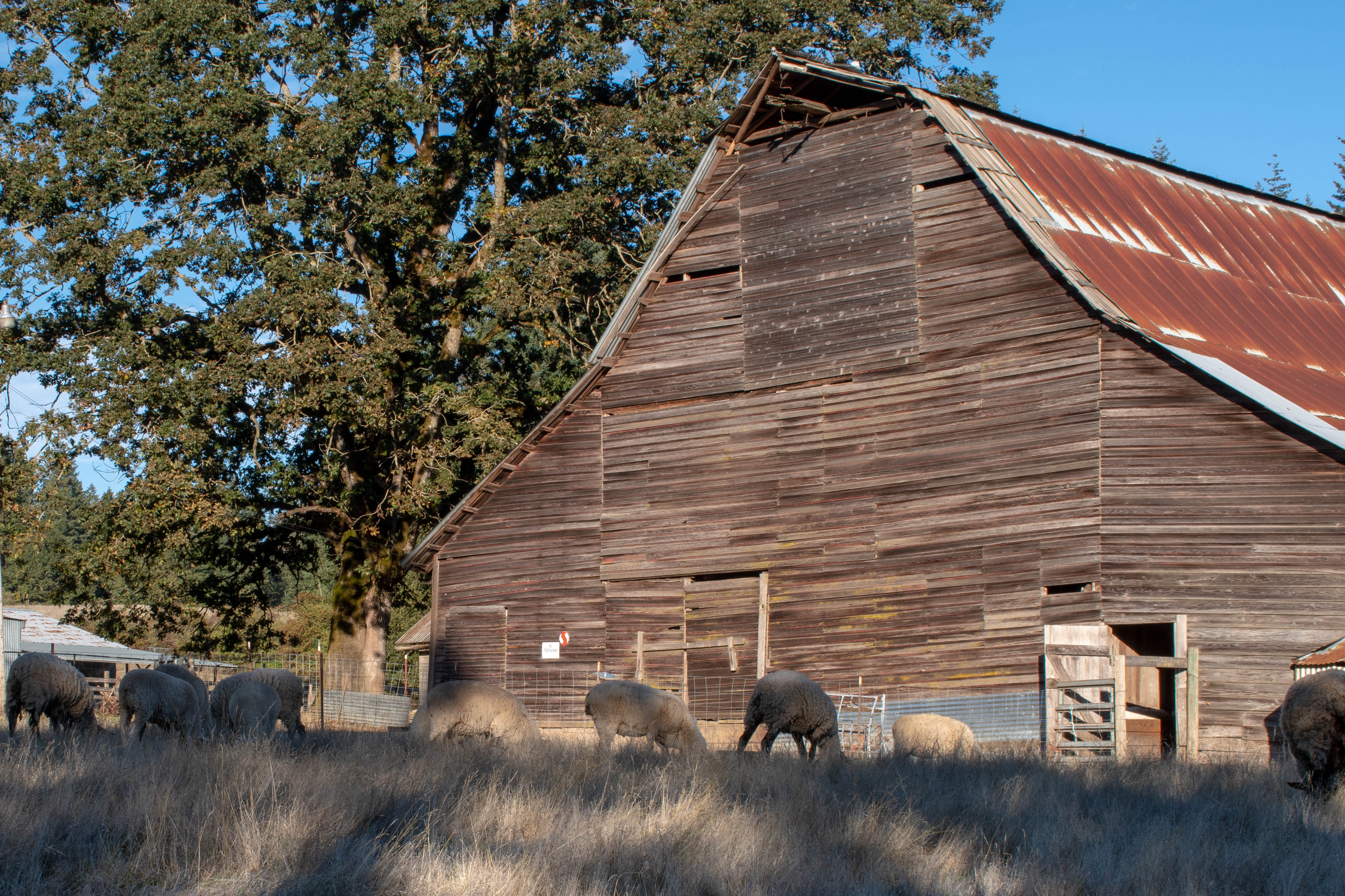 More of the barn and sheep.