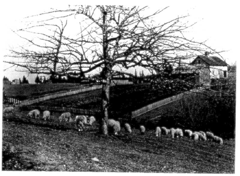 An undated photo of sheep below the barn.