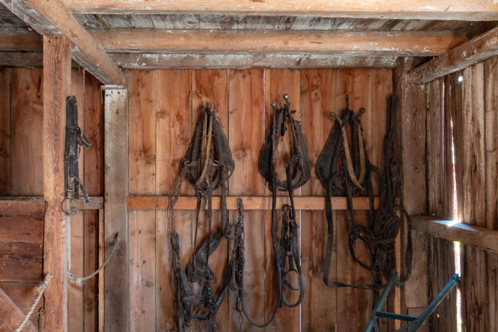 A collection of old horse harnesses.