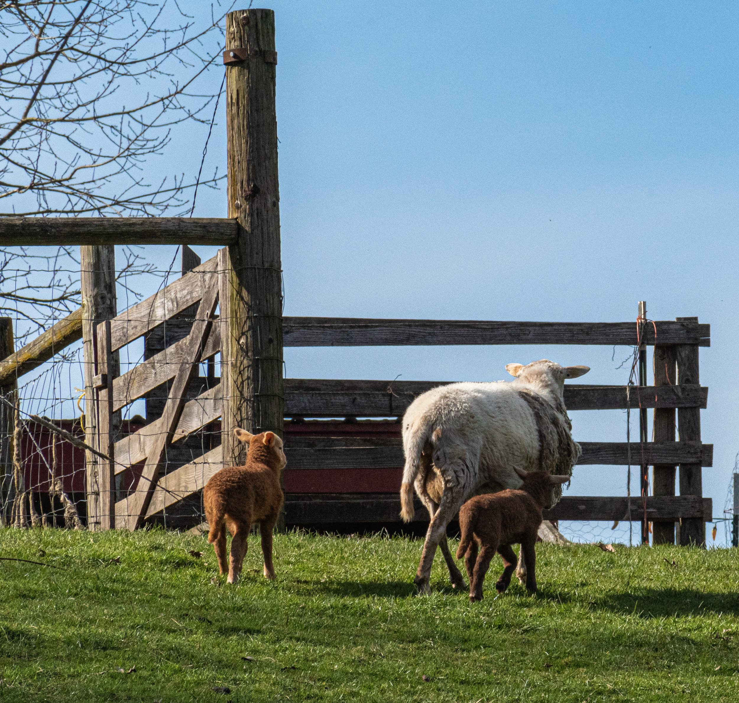 Ewe and lambs