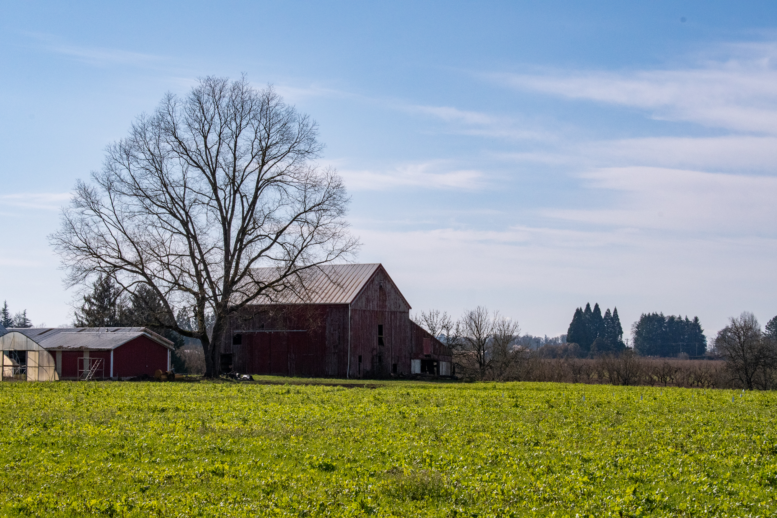 Barn on Needy Rd.