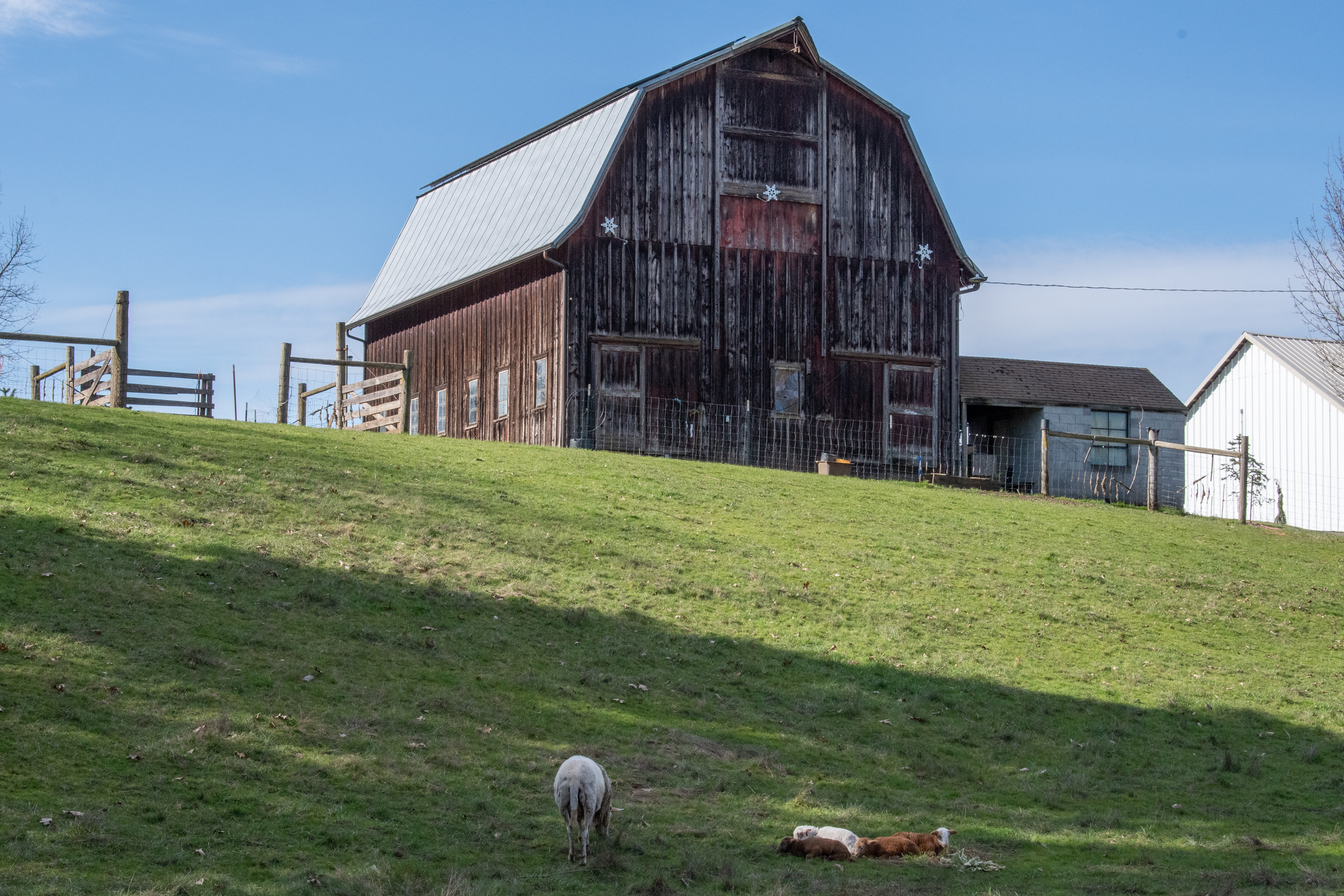 Barn and sheep